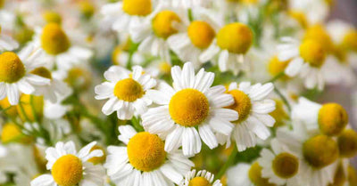 Chamomile Extract
